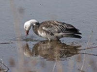 Snow Goose 6515